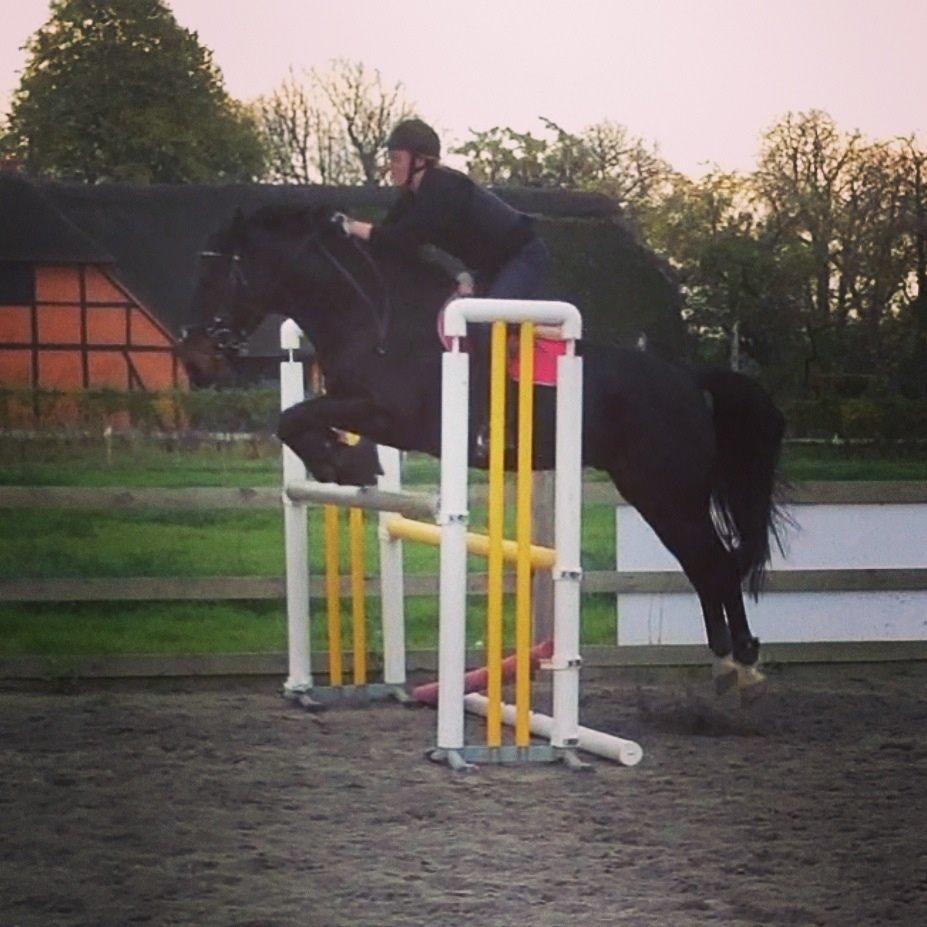 Anden særlig race Sweet Alexander billede 20