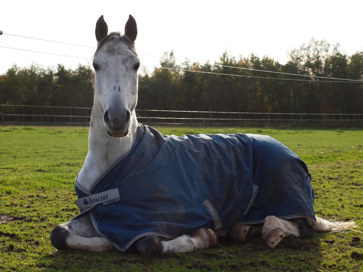 Irsk Sportspony Mr Blue Sky (Mister) billede 3