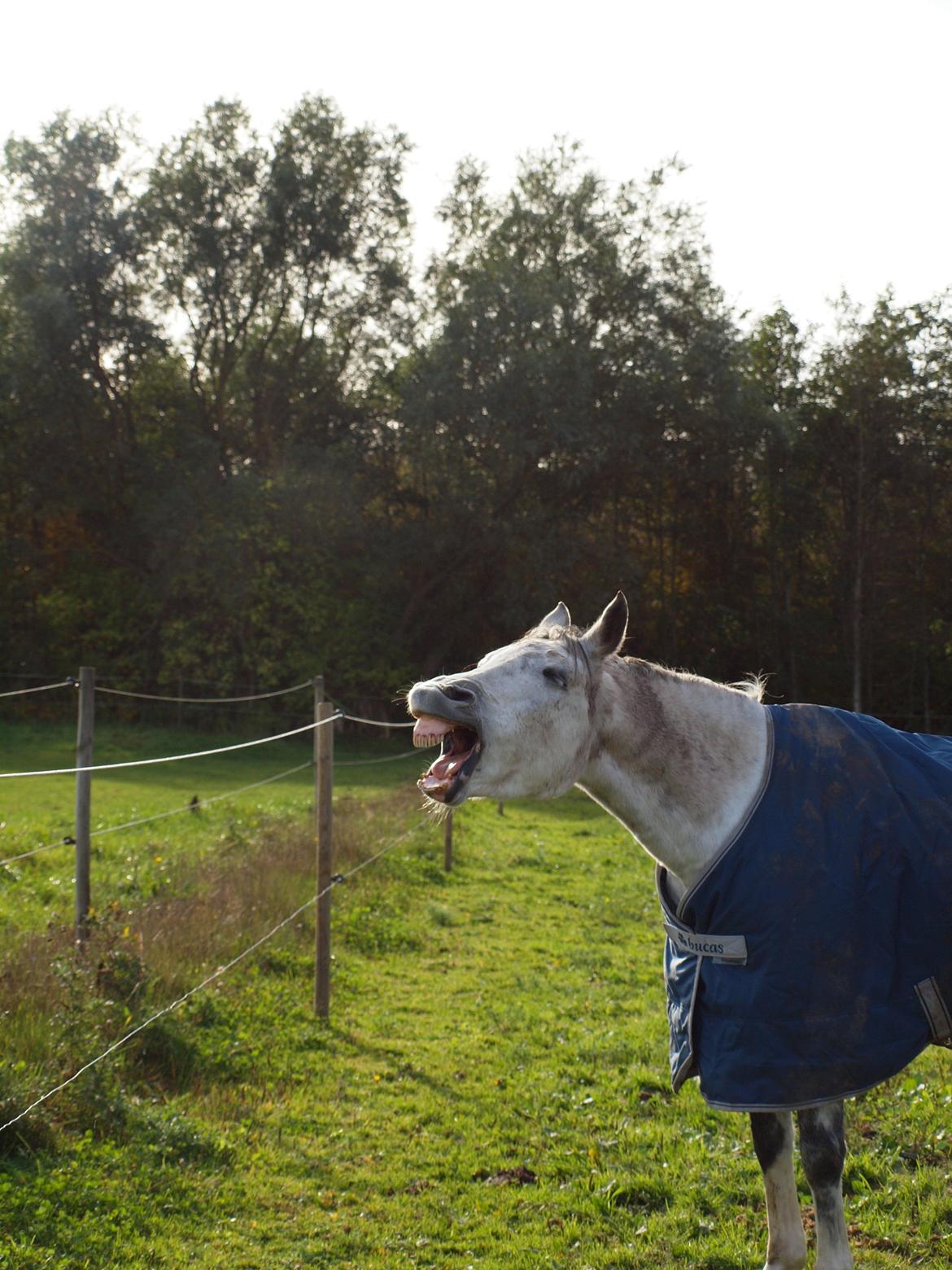 Irsk Sportspony Mr Blue Sky (Mister) - Åh, mor, jeg er så trææt :-O billede 4