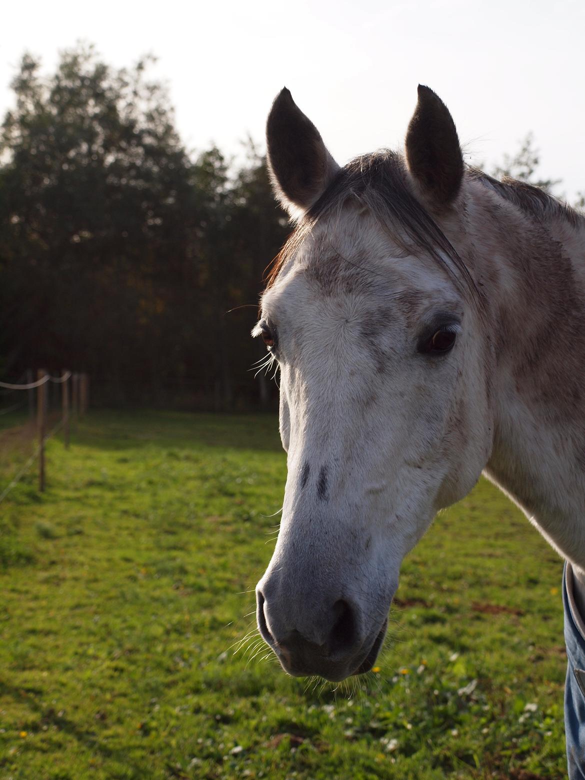 Irsk Sportspony Mr Blue Sky (Mister) billede 2