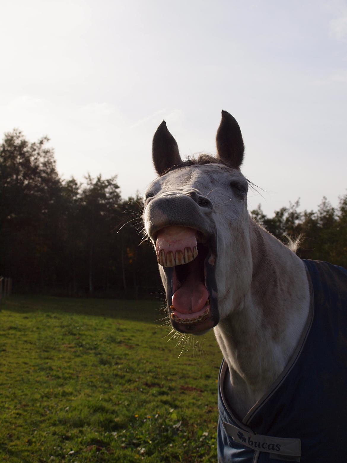 Irsk Sportspony Mr Blue Sky (Mister) - :-O billede 5