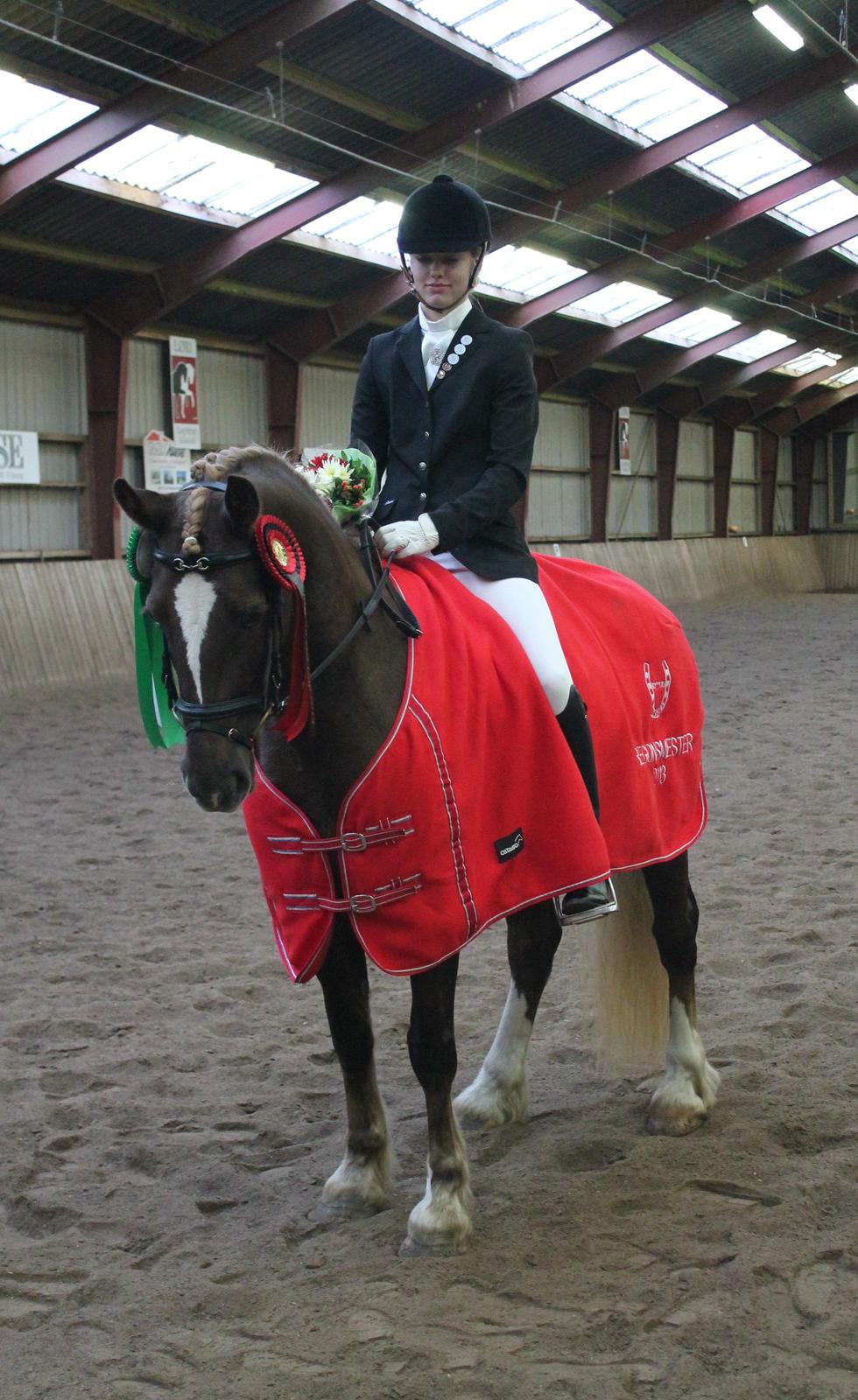 Welsh Cob (sec D) Sirius-S [Rider] - Velkommen til Sirius' profil! Giv gerne en kommentar og bedømmelse. :-)
- Regionsmester 2013! :-) billede 1