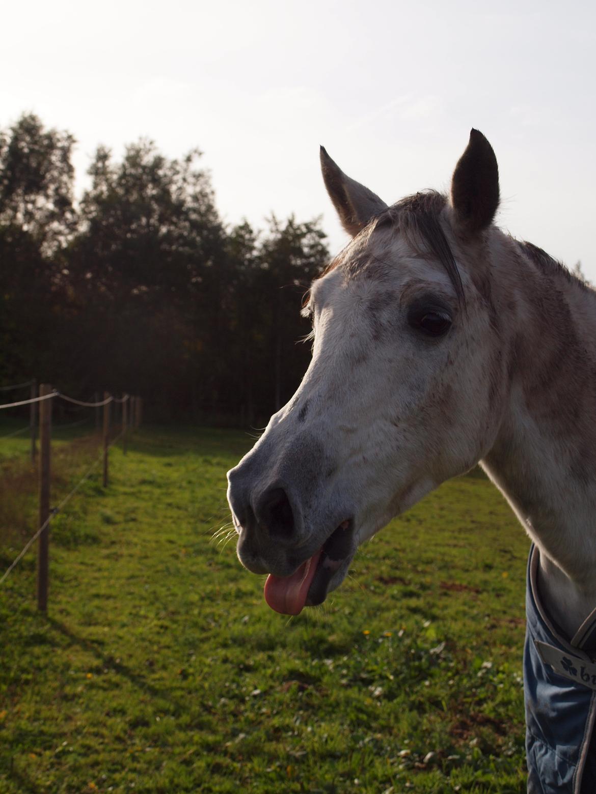 Irsk Sportspony Mr Blue Sky (Mister) billede 10