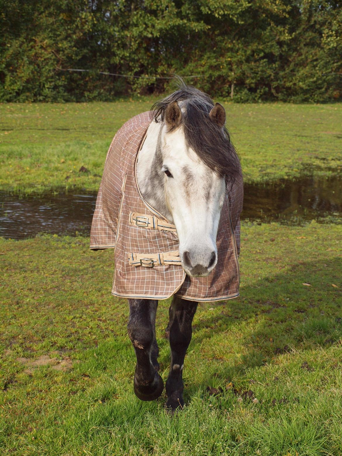 Dartmoor Innis Jerry. (Tidligere pony < 3) billede 1