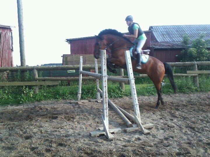 New Forest Enggårdens Conrad billede 26