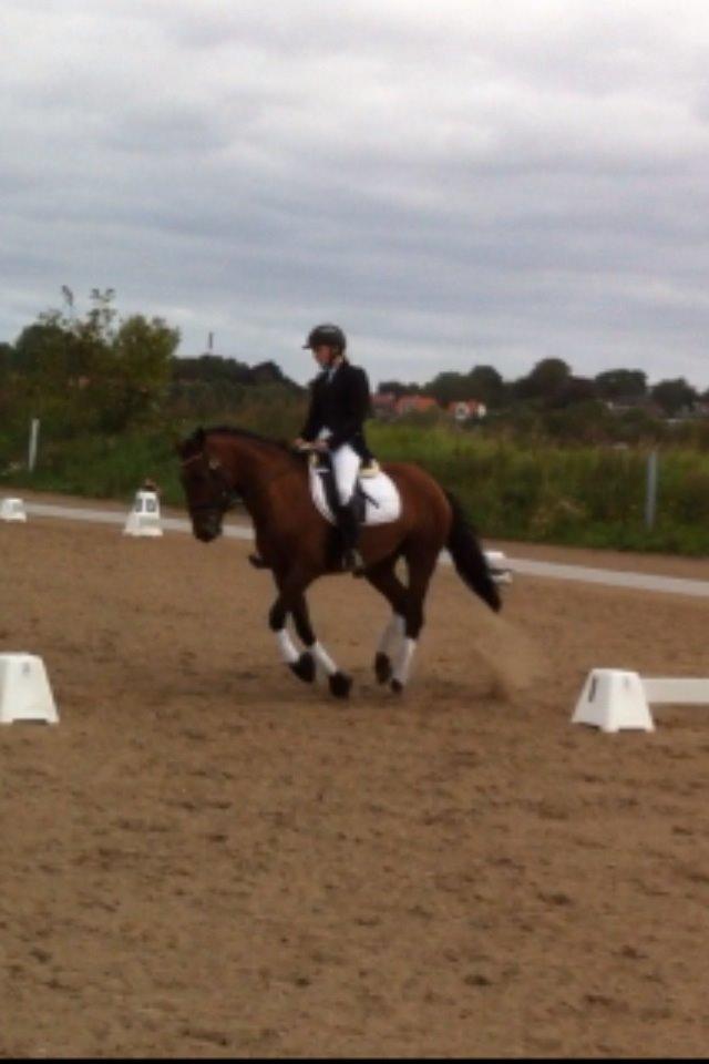 New Forest Enggårdens Conrad billede 27