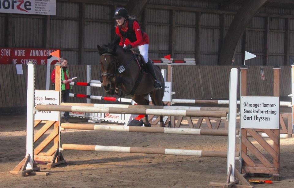 New Forest Enggårdens Conrad billede 28