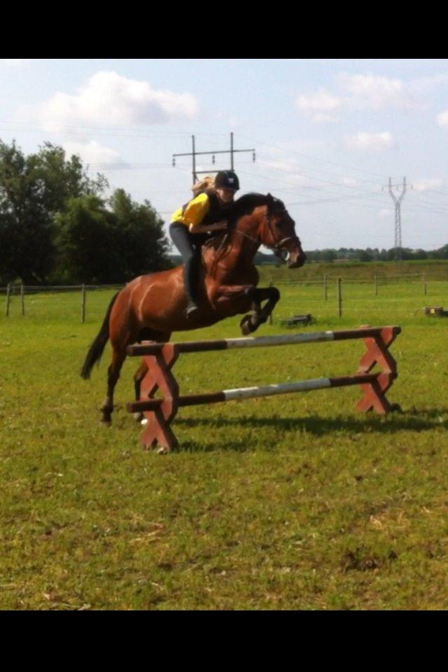 New Forest Enggårdens Conrad billede 29