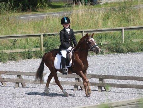 Anden særlig race Ferdinand (namse)  billede 6