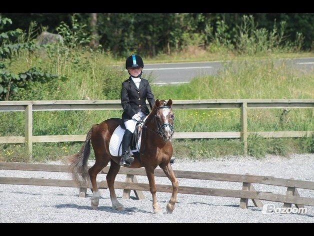 Anden særlig race Ferdinand (namse)  billede 17