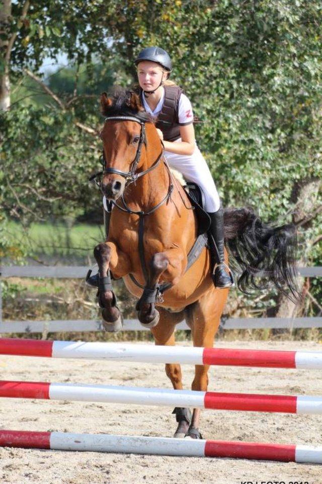 Arabisk fuldblod (OX) Wafeeq OX billede 9