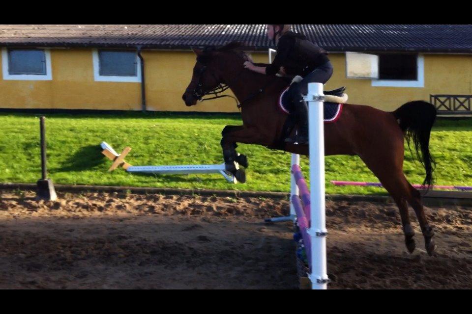 Arabisk fuldblod (OX) Wafeeq OX billede 19