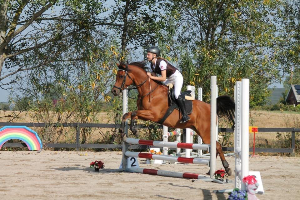 Arabisk fuldblod (OX) Wafeeq OX billede 20