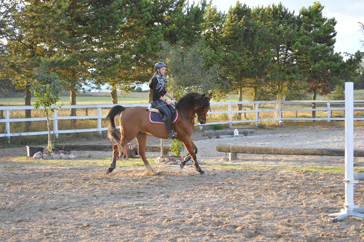 Arabisk fuldblod (OX) Wafeeq OX billede 18