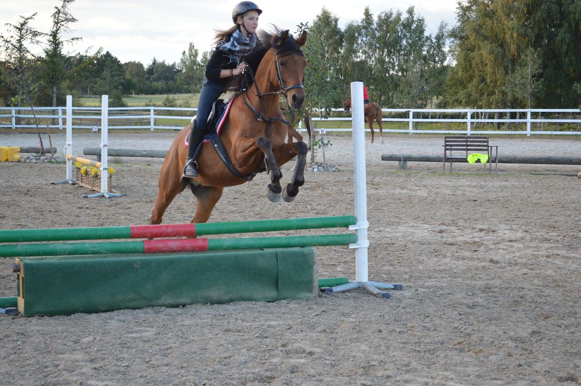 Arabisk fuldblod (OX) Wafeeq OX billede 23