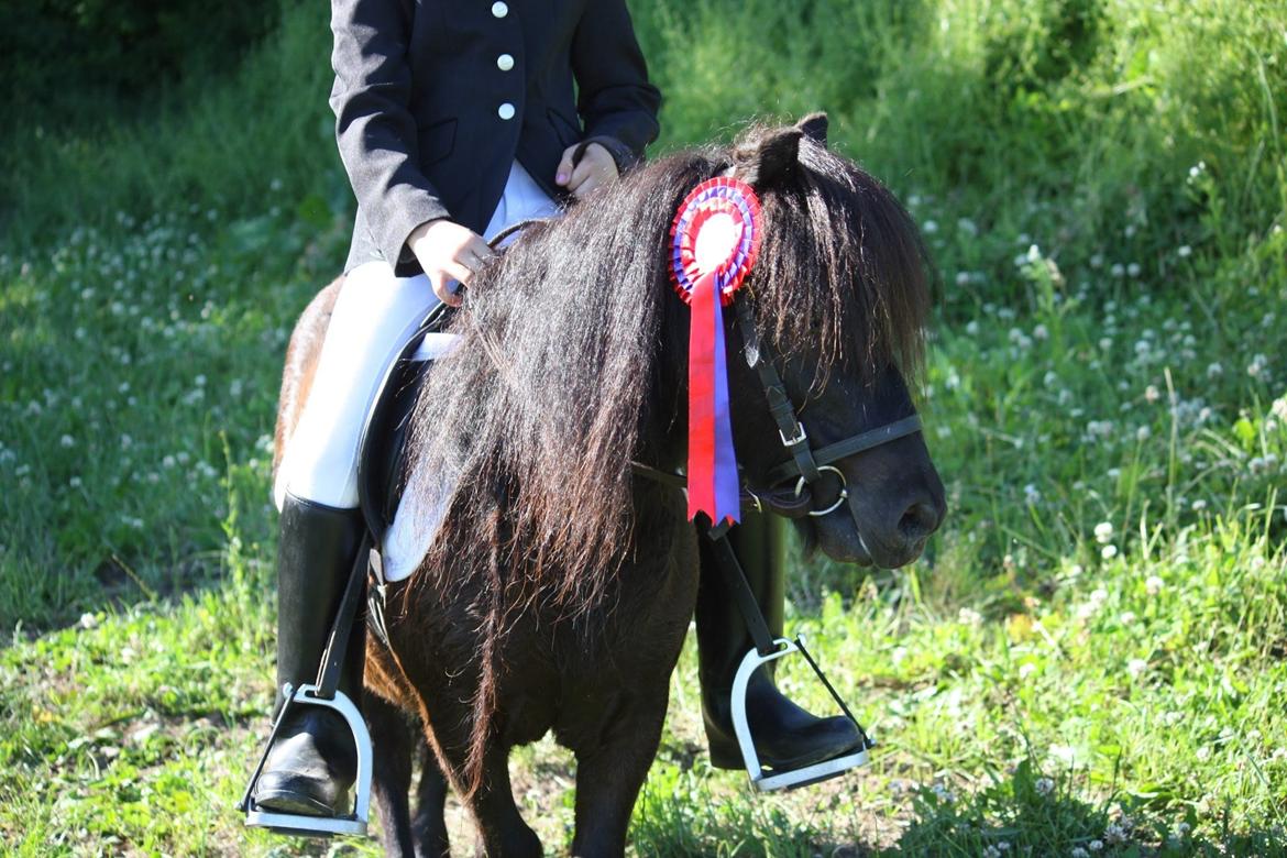 Shetlænder Sir James Archibald Noir Jr. billede 19