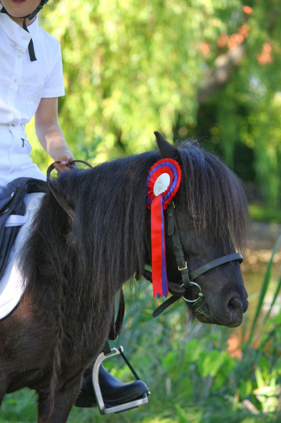 Shetlænder Sir James Archibald Noir Jr. - Smukke pony <3 billede 20