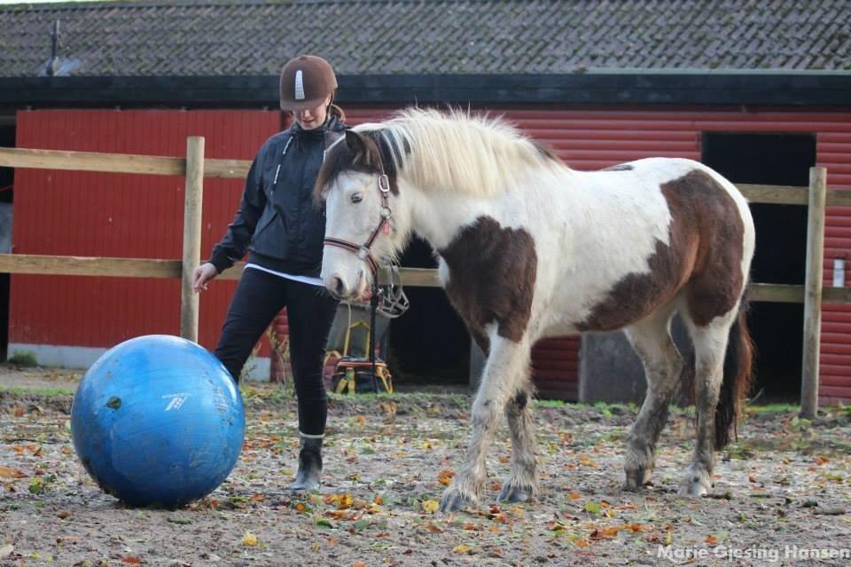 Irish Cob Crossbreed Palle - Efterskole med Emma 13/14 billede 2