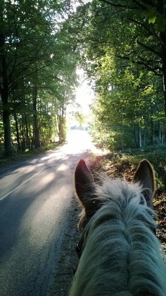 Haflinger Bamse billede 15