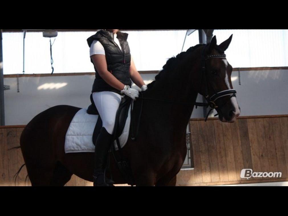 Dansk Varmblod Frydenssangs Altesse billede 10