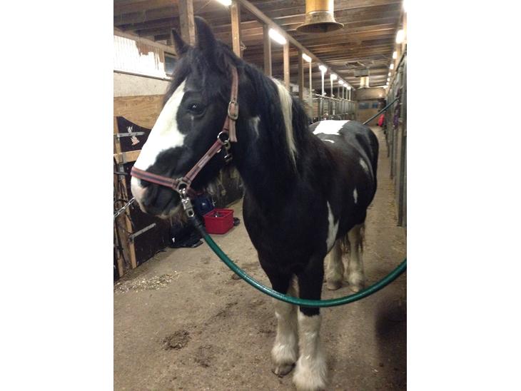 {{currentPhoto.altText}} billede {{currentPhoto.number}}