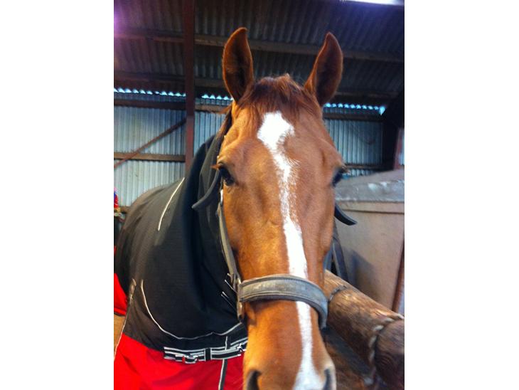 {{currentPhoto.altText}} billede {{currentPhoto.number}}