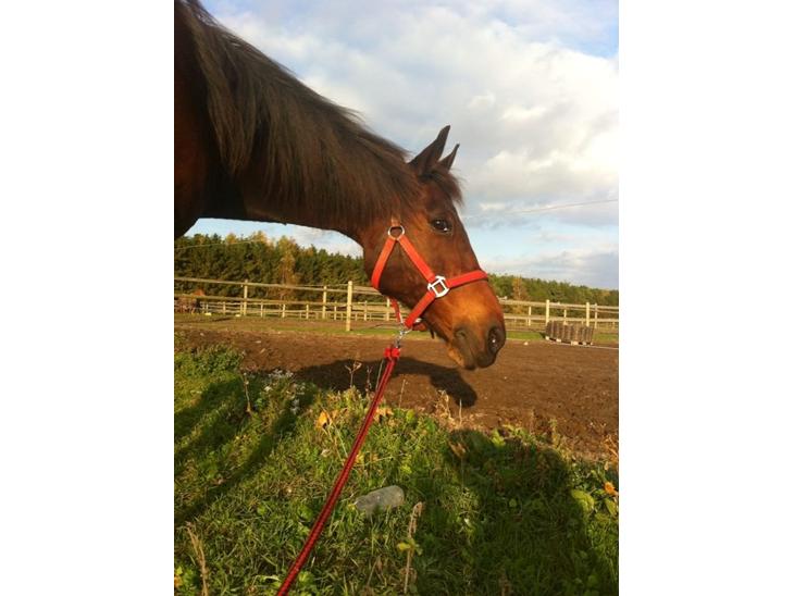 {{currentPhoto.altText}} billede {{currentPhoto.number}}