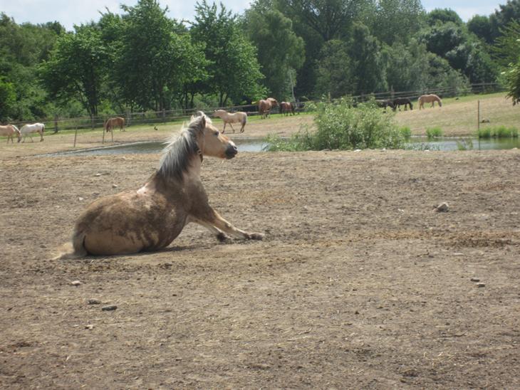 {{currentPhoto.altText}} billede {{currentPhoto.number}}