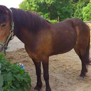 Islænder Lipurtá fra nedergård