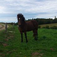 Islænder Lipurtá fra nedergård