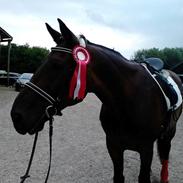 Dansk Varmblod Romulus Ask