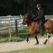 Islænder Odinn fra Egemose