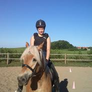 Haflinger Aurelius ( Albert)