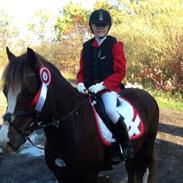 Welsh Pony af Cob-type (sec C) Gribsvads Sirius