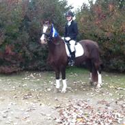 Welsh Pony af Cob-type (sec C) Gribsvads Sirius