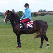 Welsh Pony af Cob-type (sec C) Gribsvads Sirius