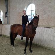 Welsh Partbred (Sec F) Bjerregårds Lieutenant (Lutte)