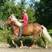 Islænder Fenja fra Randbjerggaard