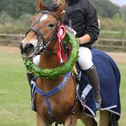 Anden særlig race Felix