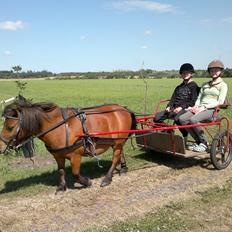 Shetlænder sille <33