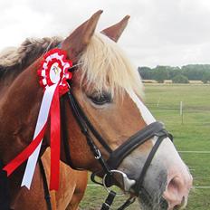 Haflinger Münthe ~ "Pony" - tidl. part 