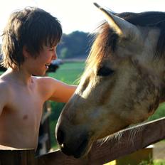 Anden særlig race Hest Jackmann *solgt*