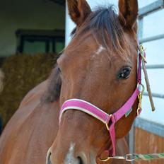 Dansk Varmblod La Belle Classica *Skrødstrup Efterskole*