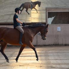 Dansk Varmblod La Belle Classica *Skrødstrup Efterskole*