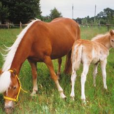 Haflinger Enggaardens Lotchen