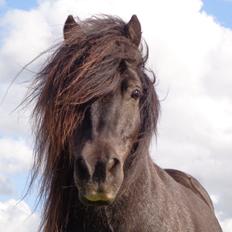 Shetlænder Milimeter