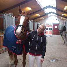 Dansk Varmblod Kildevangs Laurika