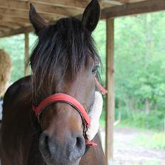 Anden særlig race Luna Star