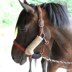 Anden særlig race Luna Star