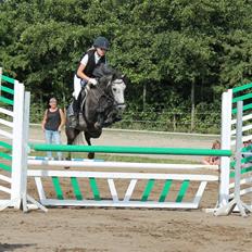 Anden særlig race Jojo (solgt)